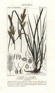 Sararuoho, Carex caespitosa tekijältä Stanghi Stanghi