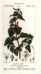Kiiltävälehtinen salvia, Salvia formosa tekijältä Stanghi Stanghi