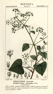 Spananthe paniculata Hydrocotyle spananthe, Idrocotile spanante tekijältä Stanghi Stanghi