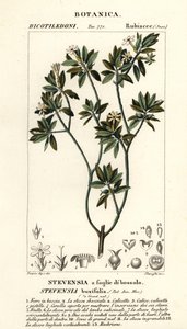 Stevensia buxifolia tekijältä Stanghi Stanghi