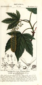 Sycamore vaahtera tai planetree vaahtera, Acer pseudoplatanus tekijältä Stanghi Stanghi