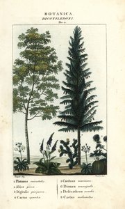 Sycamore, kuusi, kettukäsine, viikunapäärynä jne