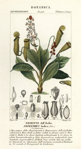 Trooppinen kannukasvi, Nepenthes distillatoria tekijältä Stanghi Stanghi