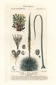 Kaksokukkainen agave, Agave geminiflora tekijältä Stanghi Stanghi