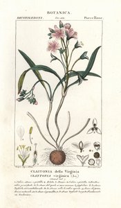 Virginia springbeauty, Claytonia virginica tekijältä Stanghi Stanghi