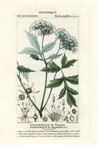 Virginia-vesilehti, Hydrophyllum virginianum tekijältä Stanghi Stanghi