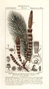 Vesikorte, Equisetum fluviatile tekijältä Stanghi Stanghi