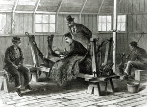 Viruksen ottaminen vasikasta, kuvitus "Harper
