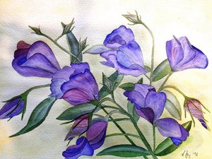 violetit kukat