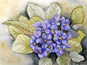 Afrikkalainen violetti