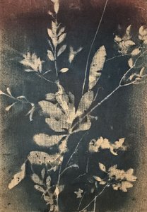 Siniset kasviaiheet vintage-tyyliin tekijältä Stefano Mazzolini