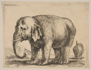 Levy 10: norsu, eri eläimistä Diversi animali, n. 1641. tekijältä Stefano della Bella