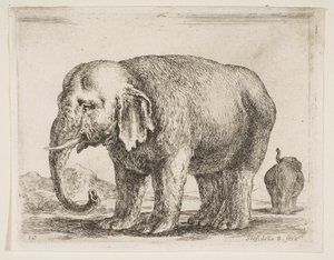 Levy 10: norsu, eri eläimistä Diversi animali, n. 1641. tekijältä Stefano della Bella