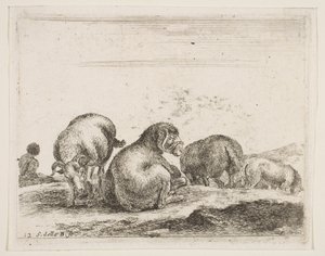 Levy 12: lampaat ja pässi laitumella, eri eläimistä Diversi animali, n. 1641. tekijältä Stefano della Bella