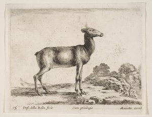Levy 15: naaras, eri eläimistä Diversi animali, n. 1641. tekijältä Stefano della Bella