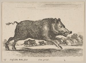 Levy 19: villisika, eri eläimistä Diversi animali, n. 1641. tekijältä Stefano della Bella