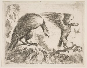 Levy 2: kotka ja kotkanpoika, eri eläimistä Diversi animali, n. 1641. tekijältä Stefano della Bella