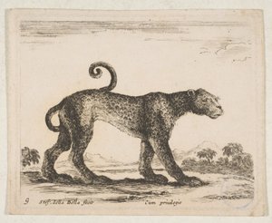 Levy 9: leopardi, lajista "Erilaiset eläimet" Diversi animali, n. 1641. tekijältä Stefano della Bella