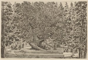 Asuttu puu, luultavasti 1653. tekijältä Stefano della Bella