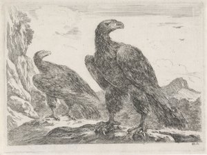 Kaksi kotkaa, joiden pää on oikealla Eagles (sarjan nimi) tekijältä Stefano della Bella