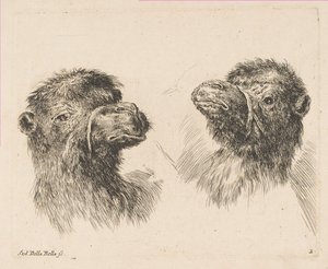 Kaksi kamelin päätä, n. 1641. tekijältä Stefano della Bella