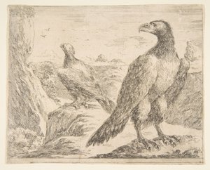 Kaksi kotkaa, Eagles Les aigles, n. 1651.