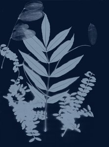 Cyan Foliage 01, 2017 (digitaalinen) tekijältä Stephen Dow