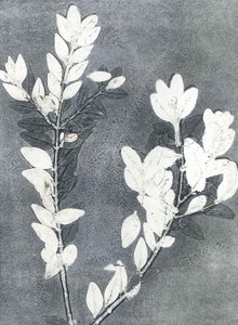Midnight Garden III, 2015 (monoprintti paperille)