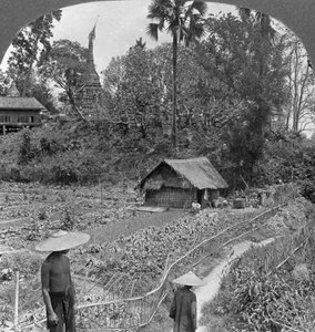 Vihannespuutarha pagodien keskellä, Bhamo, Burma, 1908 tekijältä Stereo Travel Co