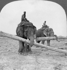 Elefantit puutavarapihalla, Rangoon, Burma, 1908