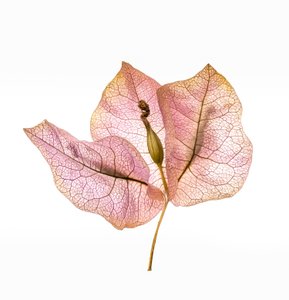 Bougainvillea Bract No. 01, 2020 (kuva)