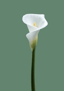 Calla Lily nro 02, 2021 (kuva)