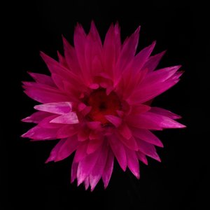 Kuivattu Dahlia nro 01, 2021 (kuva)