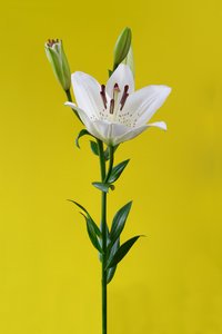 Lilja keltaisella nro 01, 2020 (kuva)