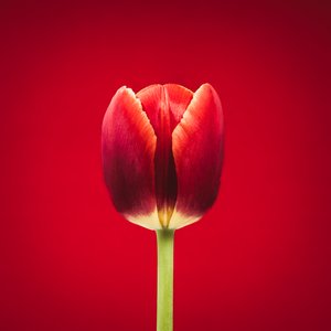Muotokuva yksittäisestä punaisesta tulppaanista punaisella pohjalla