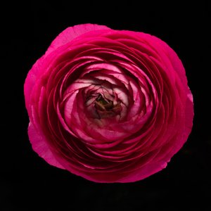 Ranunculus nro 01, 2020 (kuva)