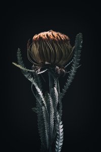 Single Protea, 2021 (kuva) tekijältä Steve Gallagher
