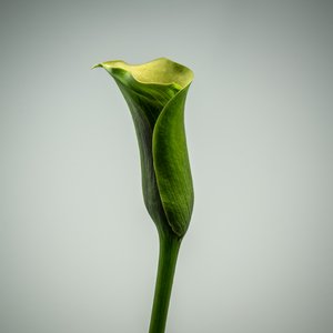 Yksittäinen vihreä Calla Lily, 2020 (kuva)