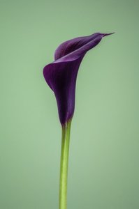 Yksittäinen violetti Calla Lily, 2021 (kuva)