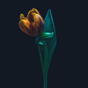 Ainutlaatuinen tulppaani, 2022 (kuva)