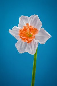 Valkoinen ja oranssi narsissi, 2021 (kuva)