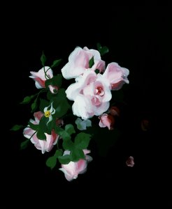 Vaaleanpunaiset ruusut. Stuart Parkin (1862-1933) maalaus Yksityiskokoelma. tekijältä Stuart Park