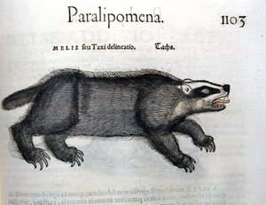 Mäyrä, kuvitus Conrad Gesnerin Historia Animaliumista tekijältä Swiss School