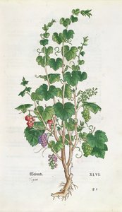 Viiniköynnöksen (Vitis Vinifera) kasvitieteellinen levy De Historia Stirpiumista Leonard Fuchs (1501-66) 1543 tekijältä Swiss School