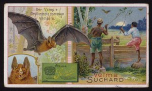Vampyyrilepakko (chromolitho) tekijältä Swiss School