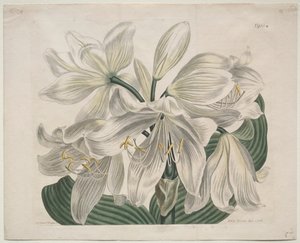Kasvitieteellinen aikakauslehti tai kukkapuutarha esillä: White Cape - Coast Lily, 1806. tekijältä Sydenham Teast Edwards
