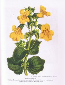 Monkey Flower, Nature in Britain julkaisija Collins 1946 (väri litho) tekijältä Sydenham Teast (after) Edwards