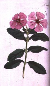 Periwinkle (Vinca rosea madagascar), levy 248 William Curtisin "The Botanical Magazinesta" (tai "Flower Garden Displayed"), kaiverrettu F. Sansom, pub. 1793-94 (kaiverrus) tekijältä Sydenham Teast (after) Edwards