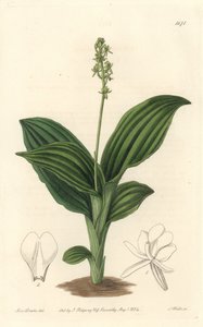 African Liparis Orchid - S. Wattsin vesiforte Sarah Anne Draken (1803-1857) kuvituksesta kasvitieteellisestä rekisteristä tekijältä Sydenham Teast Edwards
