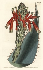 Aloe variete - Sininen aloe, Aloe glauca (Punakärkinen glaucous aloe, Aloe rhodacantha) - F. Sansom Jr.:n käsinvärinen kuparikaiverrus Sydenham Edwardsin kuvituksen jälkeen William Curtisin kasvitieteellisestä lehdestä, T. Curtis, Lontoo tekijältä Sydenham Teast Edwards